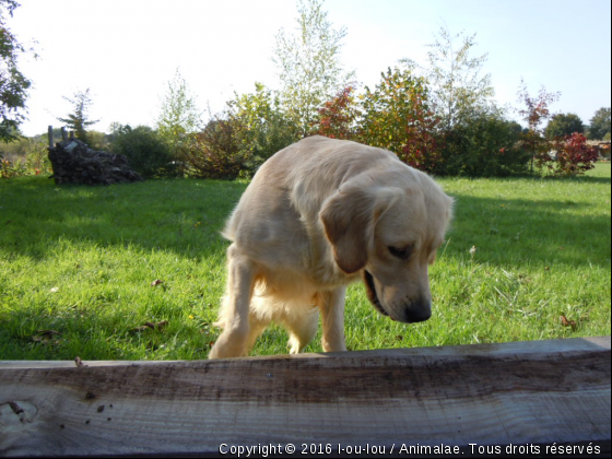 Dalhia, une chienne pas comme les autres ! - Photo de Chiens