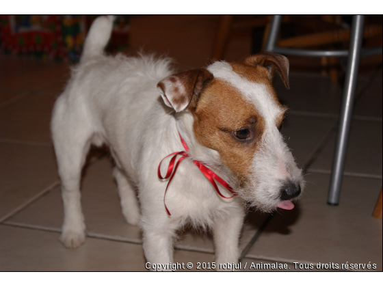 Le Diko de Noel  - Photo de Chiens