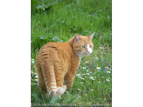 Mon petit bébé - Photo de Chats