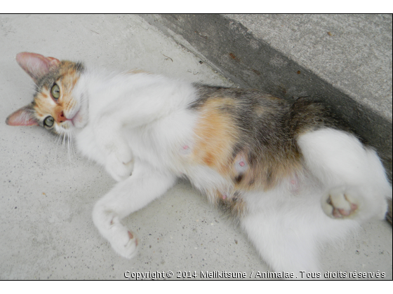 Future jeune maman - Photo de Chats