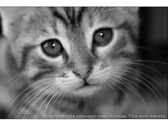 Chat&#039;R Mant =) - Photo de Chats