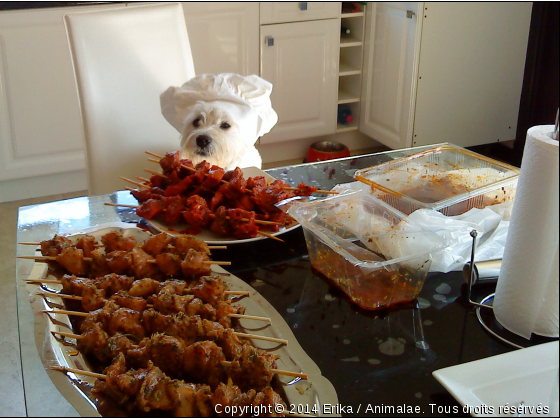 Masterchef FLOCON - Photo de Chiens