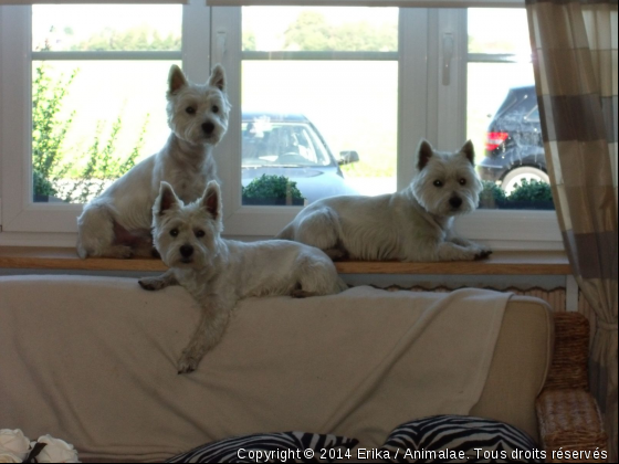 Vous voyez triple??? - Photo de Chiens