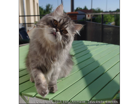 Fiona la coquinette - Photo de Chats