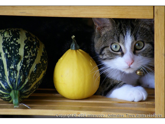 Calie et les coloquintes  - Photo de Chats