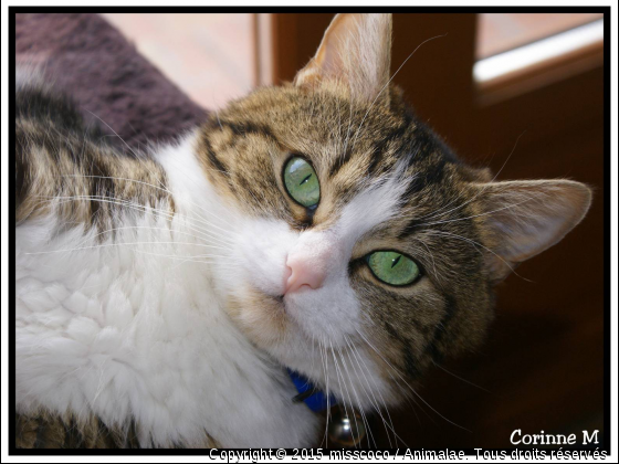 Les beaux yeux verts  - Photo de Chats