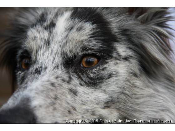 Delya aux Yeux Hypnotisant ... - Photo de Chiens