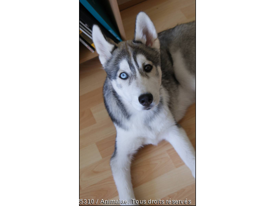 Gaïko mon Husky - Photo de Chiens