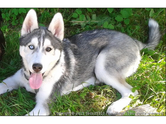 Gaïko mon Husky - Photo de Chiens