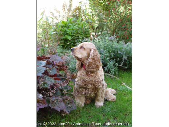 garde floral a la vanille - Photo de Chiens