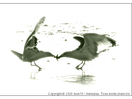 La proie - Photo de Oiseaux