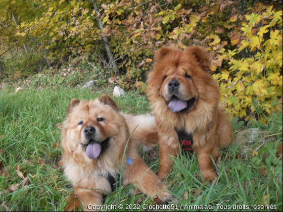 Chowchow-eternel - Photo de Chiens