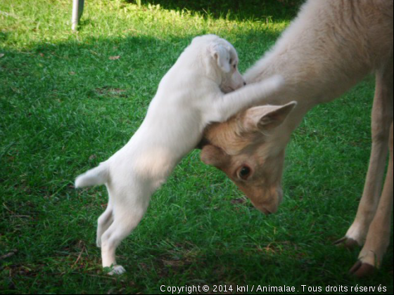 2 de mes animaux trop mimi :) - Photo de Chiens