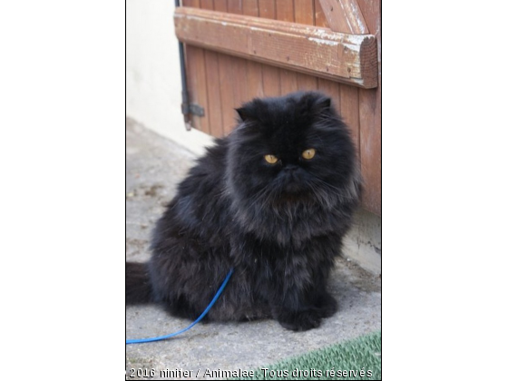 Assouan - Photo de Chats