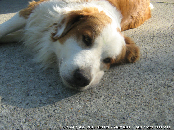 Canelle - Photo de Chiens