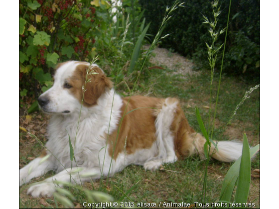 Canelle - Photo de Chiens