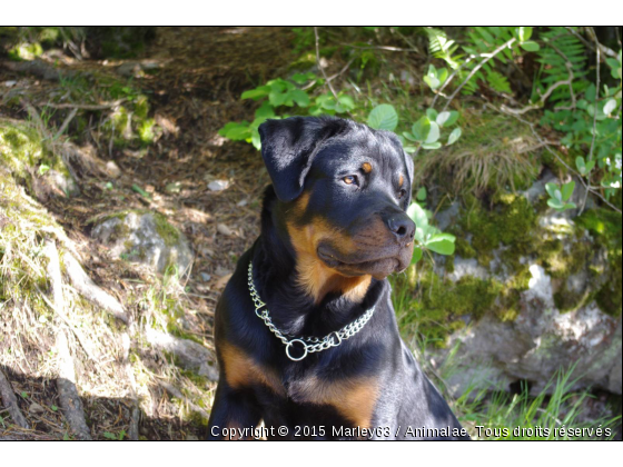 Marley - Photo de Chiens