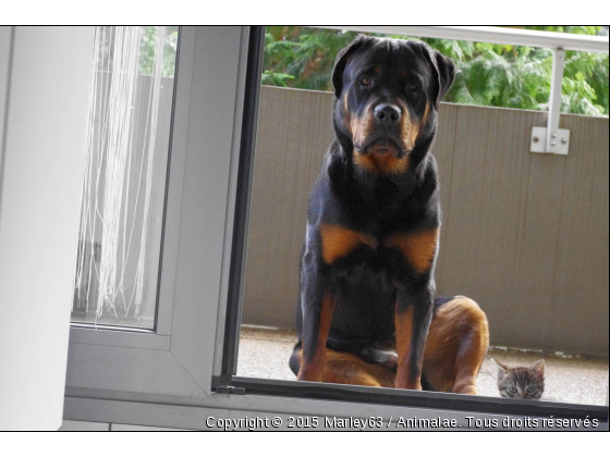 marley et zoé - Photo de Chiens