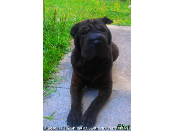 Eliet  - Photo de Chiens