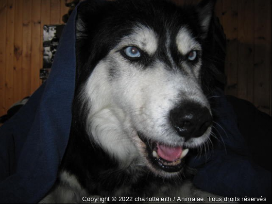 Blue... - Photo de Chiens