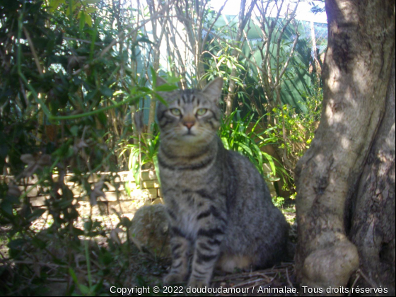 simba - Photo de Chats