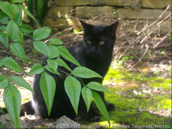 omalley - Photo de Chats