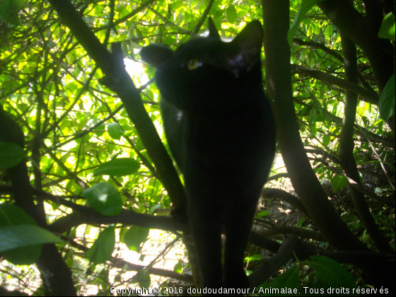 berlioz - Photo de Chats