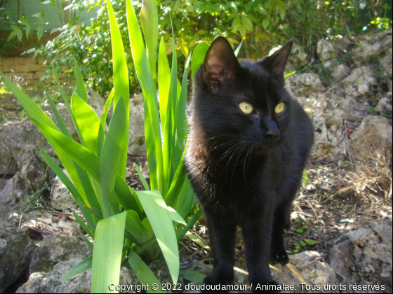 perle - Photo de Chats