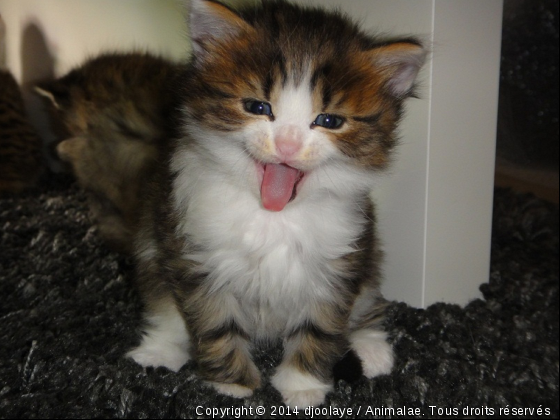 Pakito qui tire la langue ! - Photo de Chats