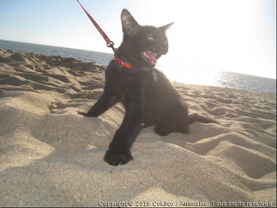 Futé à la mer - Photo de Chats