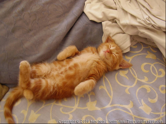 garfield le bienheureux - Photo de Chats