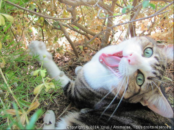 Youji baille - Photo de Chats