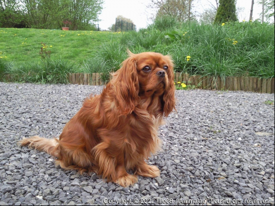 elie - Photo de Chiens