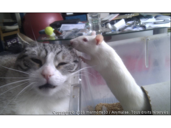 Chat et Rat - Photo de Chats