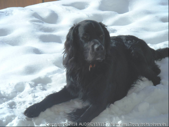 TOM - Photo de Chiens