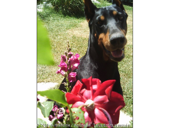 La magnifique (L) - Photo de Chiens