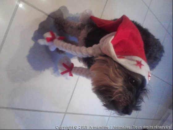 Princesse mère noel - Photo de Chiens