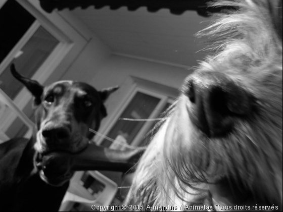 mes puces - Photo de Chiens