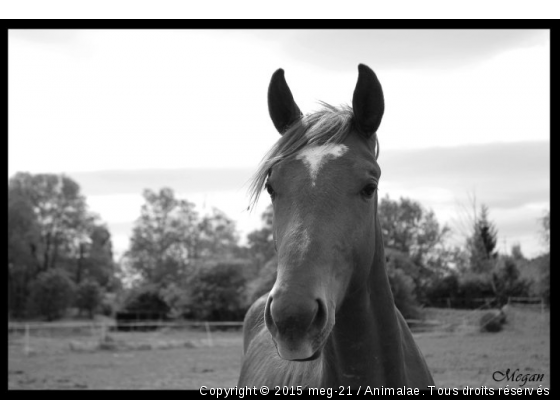 Upercut - Photo de Chevaux