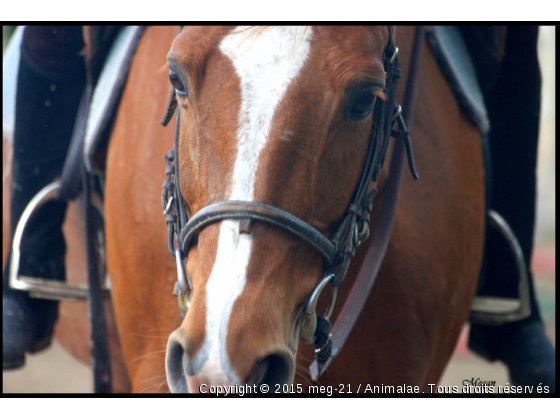 Quézac - Photo de Chevaux