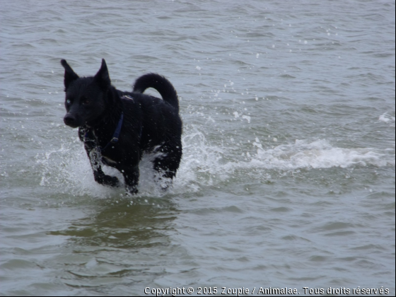 Dac - Husky/Berger 2 ans Adopté  - Photo de Chiens