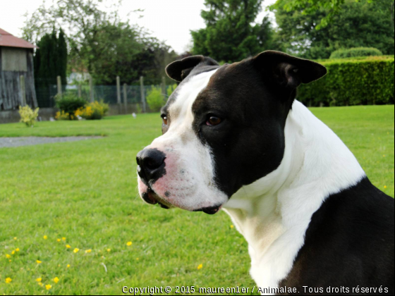 petit coocook - Photo de Chiens