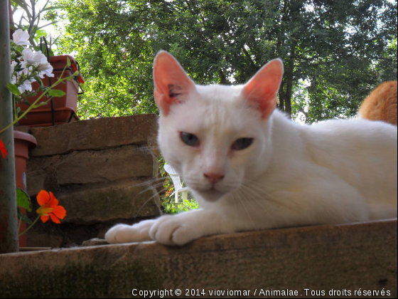 blanc russe - Photo de Chats