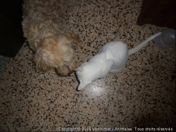 petite bisous entre blanc russe et mon chien - Photo de Chats