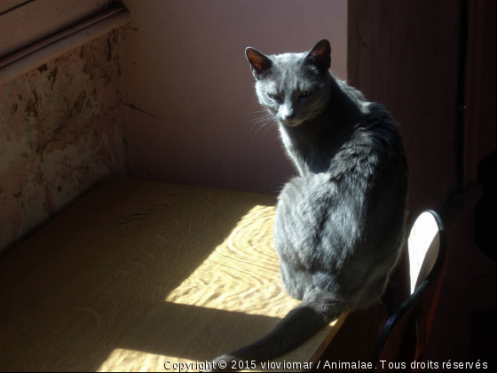 spoutnik - Photo de Chats