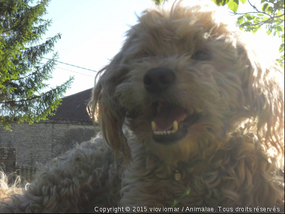 phoebus - Photo de Chiens