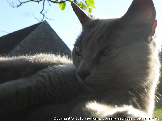 spoutnik - Photo de Chats