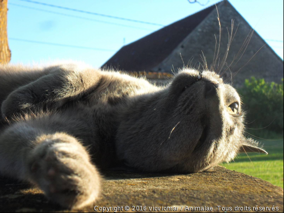 spoutnik - Photo de Chats