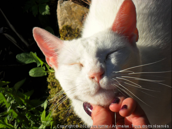 soyouz - Photo de Chats