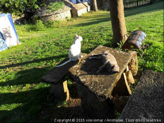 frere et soeur - Photo de Chats